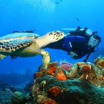 Spectacular Snorkel in Cenotes with Turtles