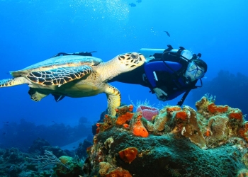 Spectacular Snorkel in Cenotes with Turtles